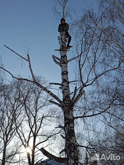 Спил деревьев. Вырубка, Валка