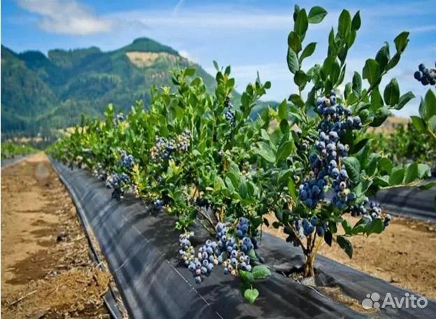 Модный фермер серебряные пруды голубика. Модный фермер саженцы голубики. Голубика в контейнерах плантация. Голубика шантеклер фото. Модный фермер саженцы голубики.