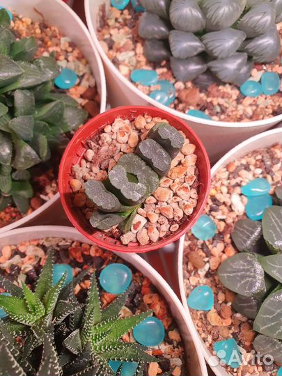 Хавортии взрослые