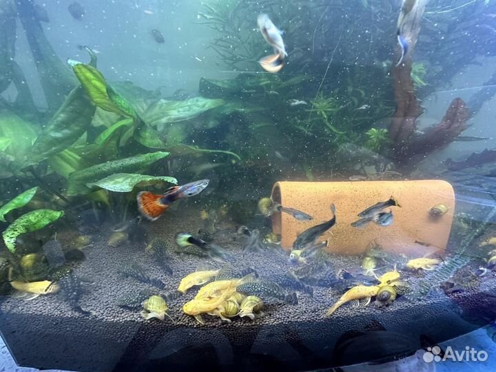 Аквариумные рыбки