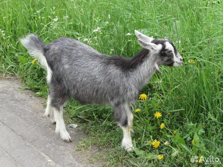 Козлики на покрытие и на племя