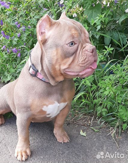 Девочка булочка