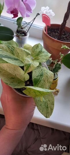 Комнатные растения