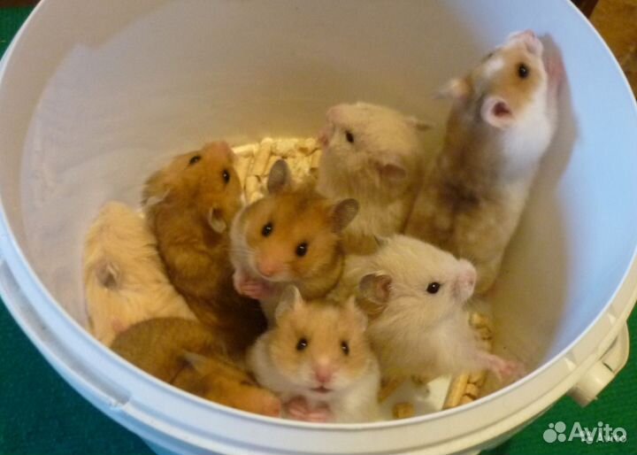 Продам хомячков