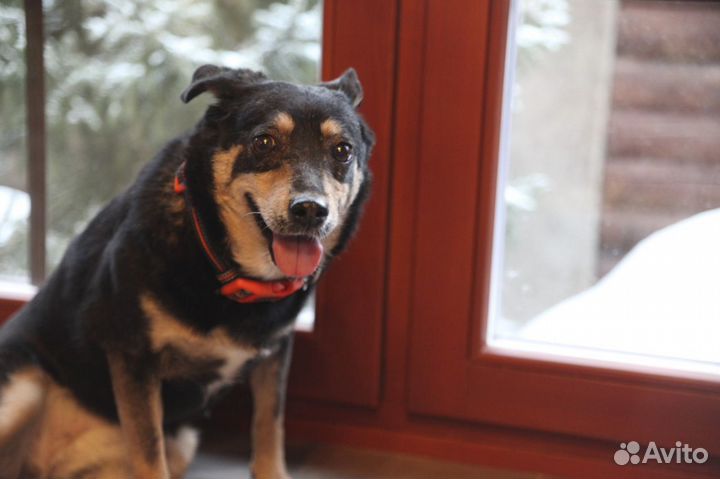 Маленькая собака в добрые руки