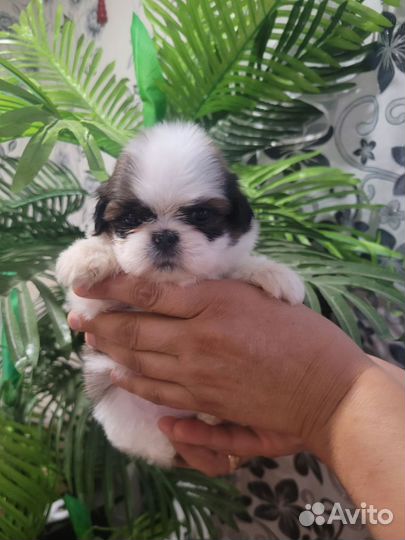 Ши тцу (мини)