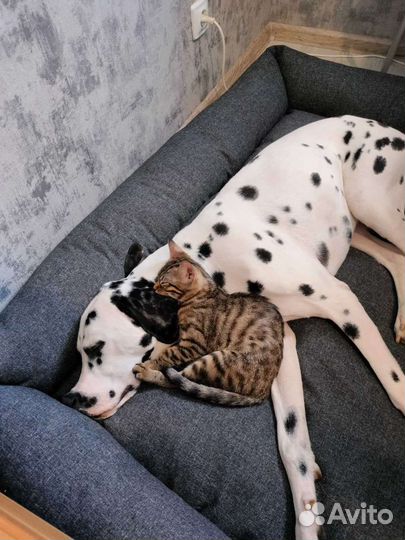 Далматин вязка