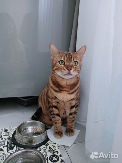 Бенгальская кошка