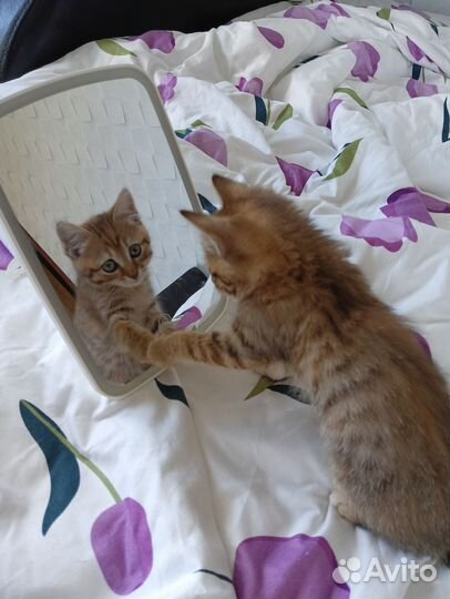Кошка в дар 3 месяца