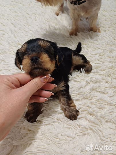 Йоркширский терьер