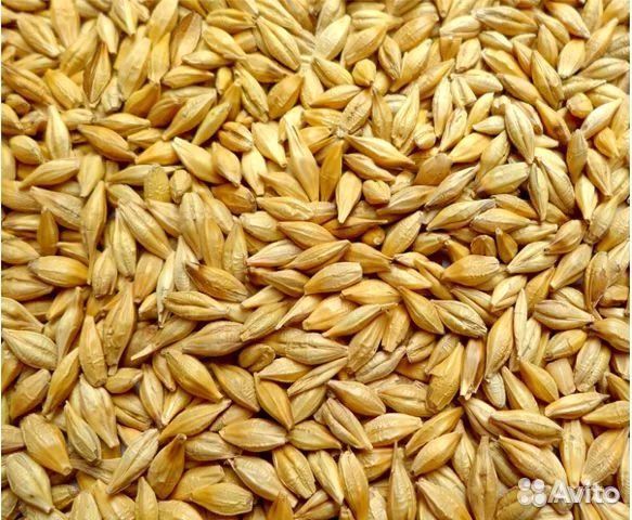Зерно пшеница ячмень