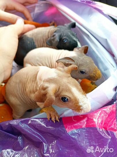 Морская свинка скинни