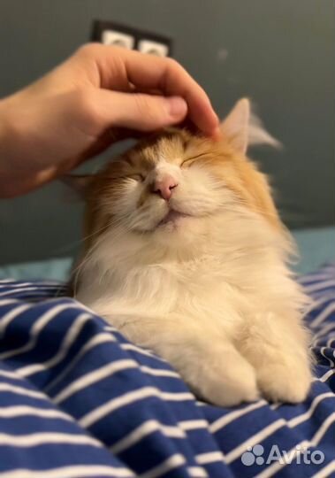 Рыжий котик