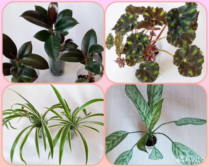 Комнатные цветы