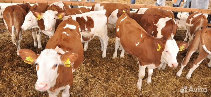 Телята Симменталы, Ангус лимузины