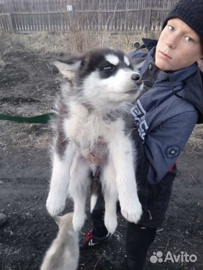 Аляскинский маламут щенки