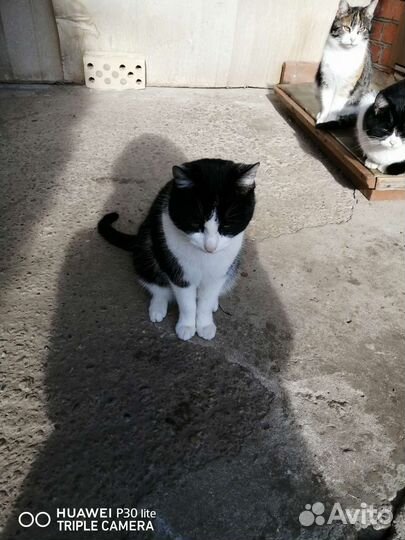 Европейская