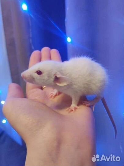 Крысята дамбо