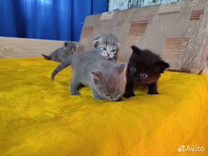 Шотландские котята