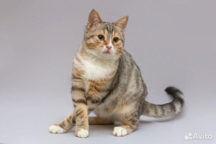 Котёнок-мальчик в добрые руки