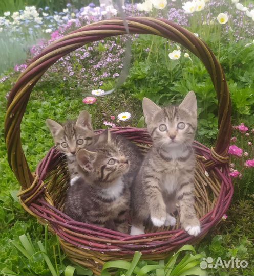 Отдам котят