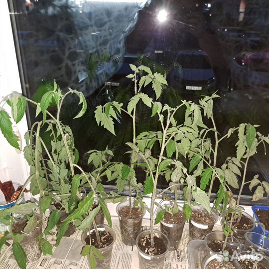 Рассада помидор (томатов)