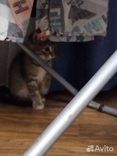 Котёнок (девочка)