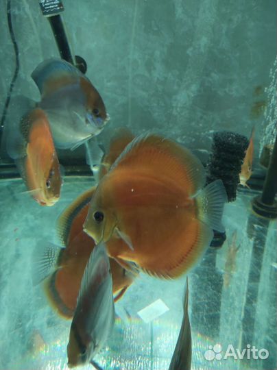 Дискусы,стурисомы