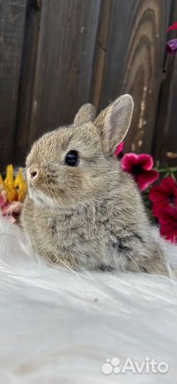 Карликовые декоративные крольчата mini