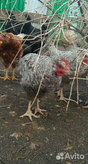 Легбар кремовый: племенные петушки