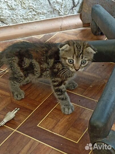 Отдам в хорошие руки