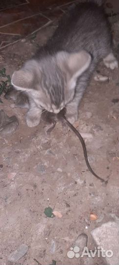 Коты-крысоловы