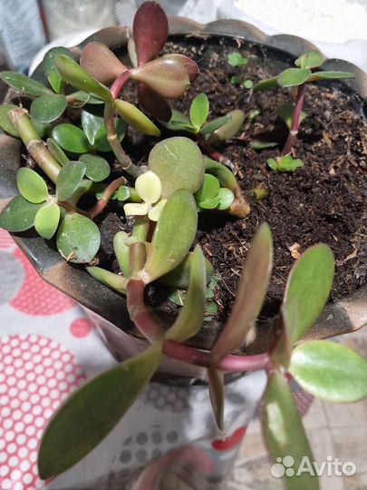 Денежное дерево