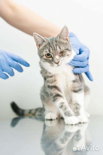 Котята, котики, кошечки инвалиды в добрые руки