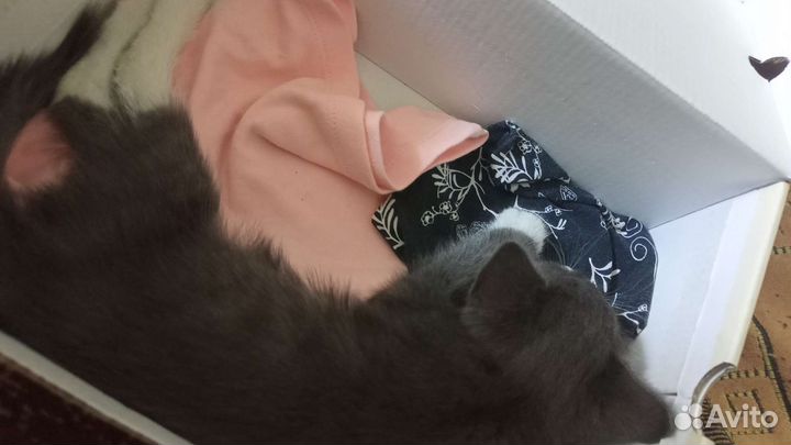 Котенок в добрые руки