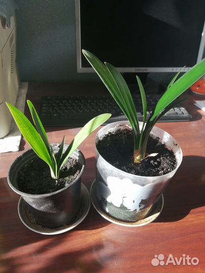 Цветок кливия