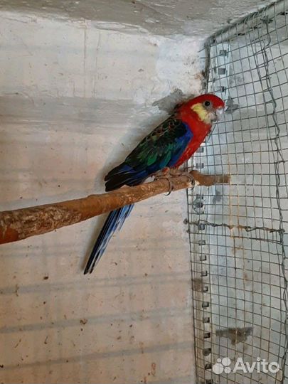 Попугай розелла желтощекая-стенли