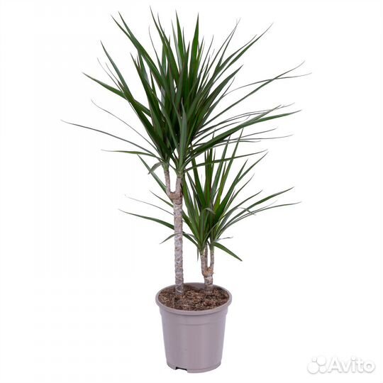 Растения для офиса