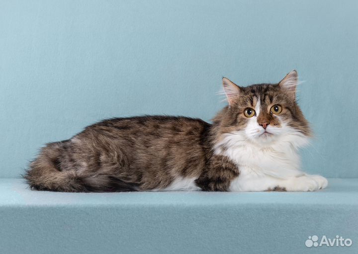 Пушистый кот Симон, ласковый и милый