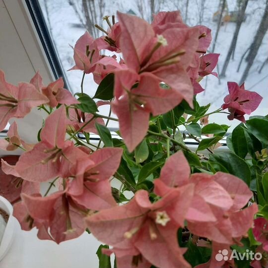 Бугенвиллия