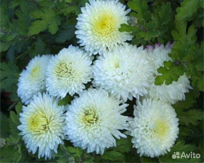 Хризантемы корейские и мультифлоры
