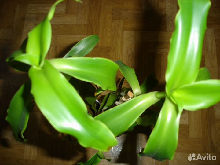 Алоэ, золотой ус, каланхоэ лекарственный