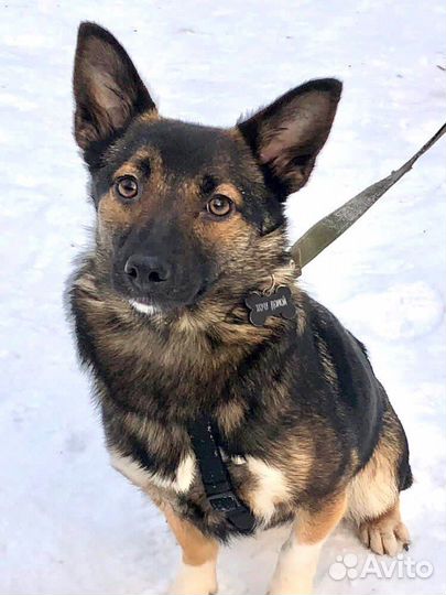 Маленькая собака в добрые руки