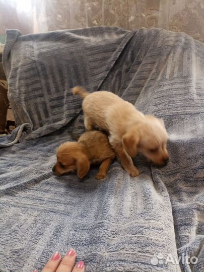 Маленькая собака