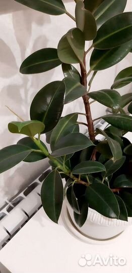 Фикус Мелани в горшке