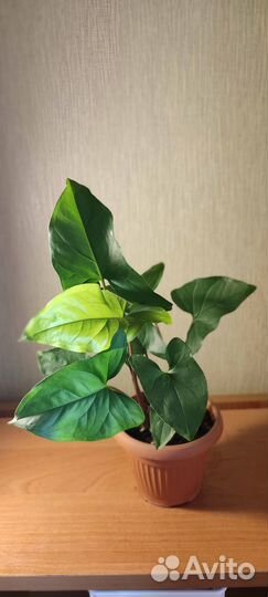 Сингониум, молочай, фиалки, каланхоэ