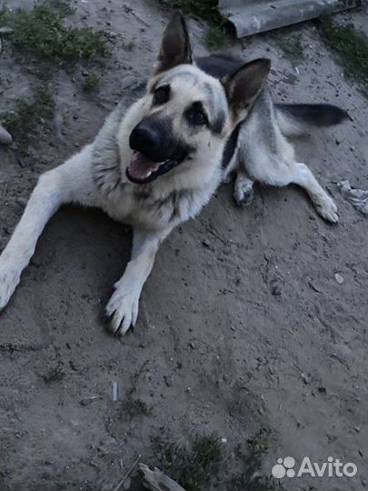 Вязка кобель вео