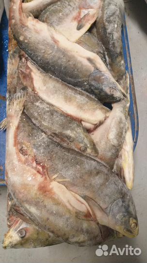 Сало внутреннее, окорочка, горбуша