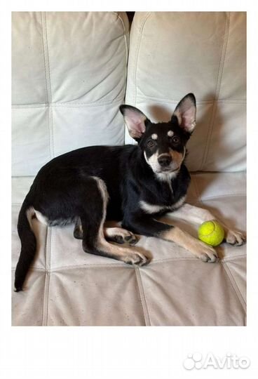 Щенок метис овчарки