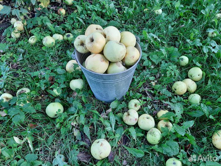 Яблоки домашние антоновка